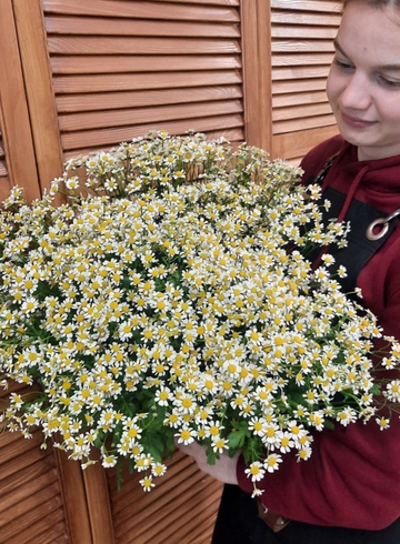 Монобукет из ромашек «Лето» от интернет-магазина цветов в 