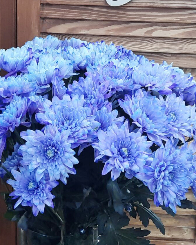 Хризантема кустовая (цвет фиолетовый )